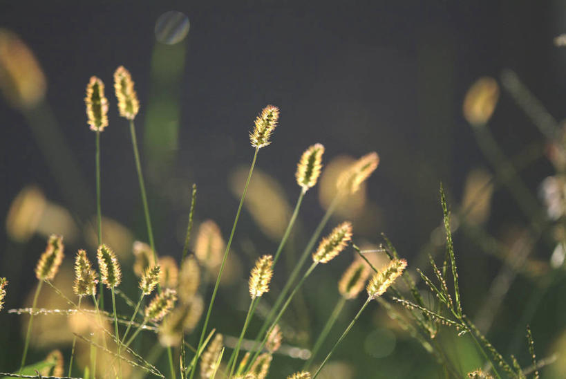 无人,横图,室外,特写,白天,正面,草地,美景,植物,阴影,朦胧,模糊,光线,影子,景观,狗尾巴草,草,绿色,阳光,自然,狗尾草,景色,自然风光,绿狗尾草,谷莠子,彩图,毛毛草,宿田翁