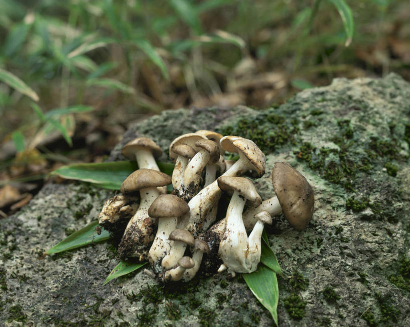 无人,横图,俯视,室外,特写,白天,石头,美景,蔬菜,叶子,一堆,许多,堆叠,堆积,朦胧,模糊,新鲜,石子,景观,菌菇,食品,绿叶,很多,菌类,食物,自然,嫩叶,食用菌,景色,有机食品,绿色食品,堆,真菌,自然风光,蟹味菇,斑玉蕈,荷叶离褶伞,玉蕈,真姬菇,叶,叶片,石块,岩石,彩图,高角度拍摄