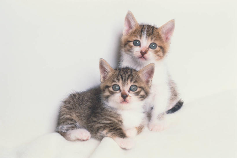 无人,坐,横图,室内,白天,白色背景,正面,宠物,虎斑猫,猫,阴影,反射,影子,注视,动物,观察,看,趴着,两只,可爱,摄影,影棚,观看,察看,关注,猫咪,趴,坐着,彩图,全身,影棚拍摄,拍摄