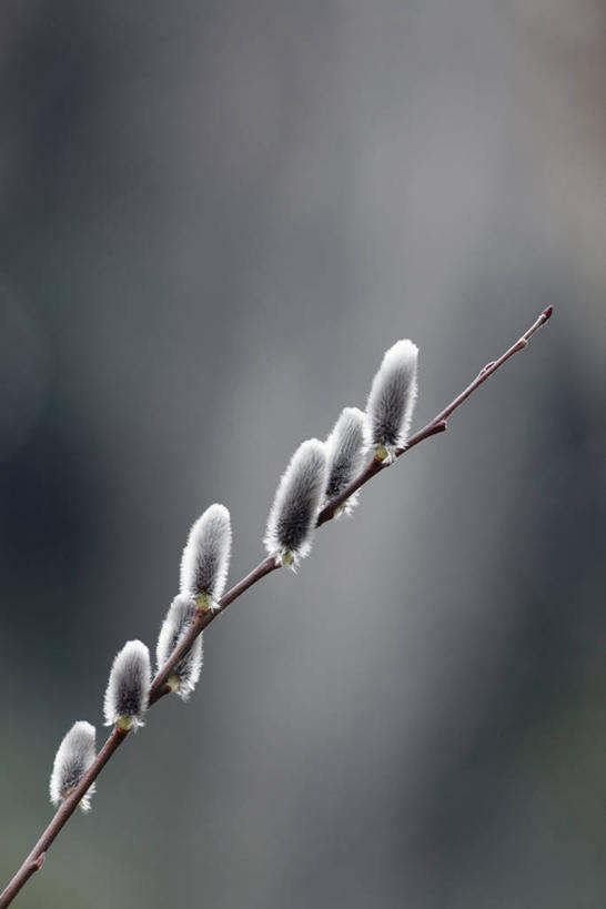 无人,竖图,室外,特写,白天,正面,自由,美景,朦胧,模糊,景观,猫柳,枝条,树枝,自然,景色,生命,自然风光,柳絮,银芽柳,棉花柳,银柳,虬枝,枝杈,彩图
