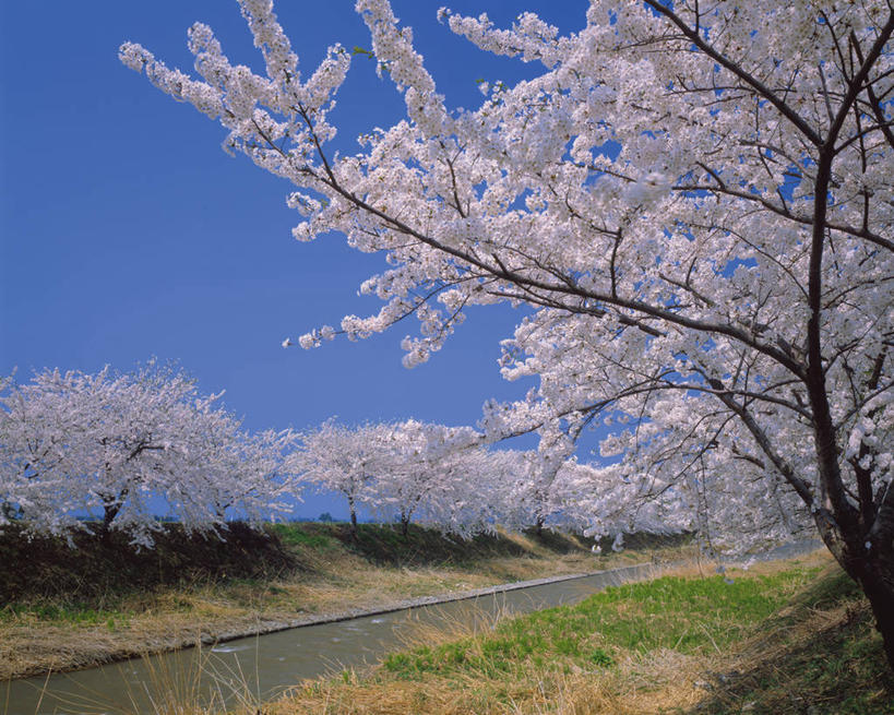 无人,横图,室外,白天,正面,旅游,度假,幸福,纯洁,草地,草坪,美景,植物,樱花,富山县,日本,亚洲,阴影,盛开,光线,影子,景观,花蕾,娱乐,草,花,花瓣,花朵,鲜花,树,树木,粉色,蓝色,绿色,蓝天,天空,阳光,自然,天,花苞,花蕊,享受,休闲,景色,放松,生长,晴朗,成长,等待,生命,自然风光,东亚,本州,万里无云,本州岛,日本国,中部地方,仙樱花,福岛樱,青肤樱,高尚,富山,热烈,晴空,晴空万里,荆桃,彩图,下新川郡,入善町