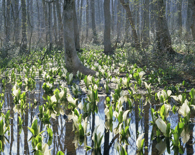 无人,横图,室外,白天,正面,旅游,度假,美景,森林,树林,植物,长野县,日本,亚洲,阴影,盛开,光线,影子,景观,树桩,草药,药草,花蕾,娱乐,中药,花,花瓣,花朵,鲜花,树,树干,树木,绿色,阳光,自然,花苞,花蕊,享受,休闲,木桩,景色,放松,生长,成长,沼泽,有毒,自然风光,药材,中草药,东亚,中药材,本草,本州,本州岛,日本国,中部地方,长野,臭菘,彩图