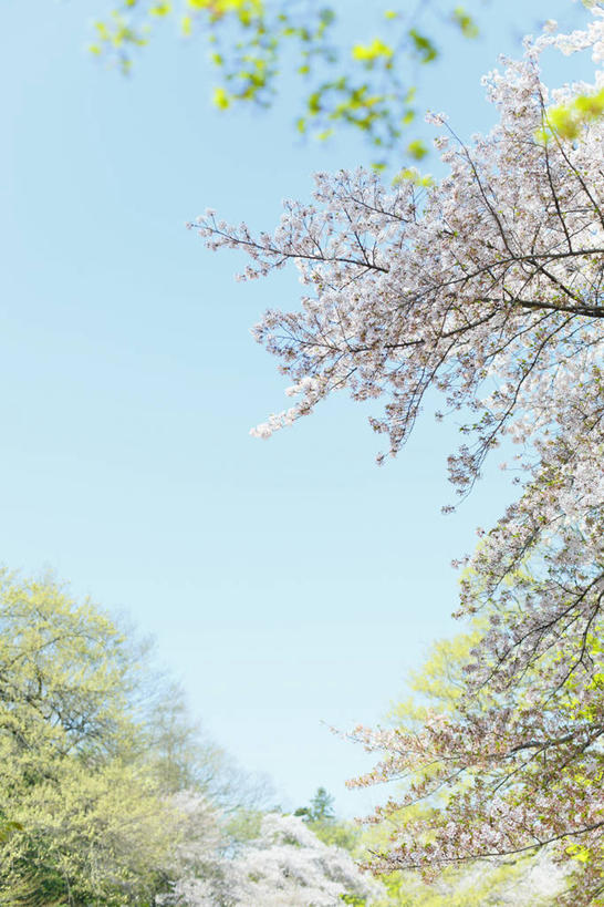 无人,竖图,室外,白天,仰视,旅游,度假,幸福,纯洁,美景,植物,樱花,东京,日本,亚洲,阴影,盛开,光线,影子,景观,花蕾,娱乐,花,花瓣,花朵,鲜花,树,树木,蓝色,绿色,蓝天,天空,阳光,自然,天,花苞,花蕊,享受,休闲,景色,放松,生长,晴朗,成长,等待,生命,自然风光,东亚,本州,万里无云,关东地方,本州岛,日本国,东京都,仙樱花,福岛樱,青肤樱,高尚,热烈,晴空,晴空万里,荆桃,彩图,低角度拍摄,练马区