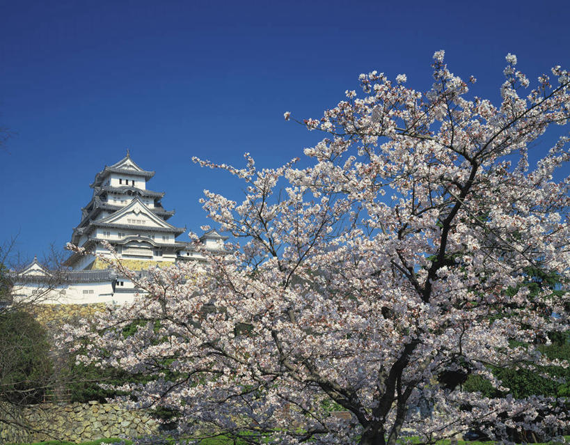 无人,横图,室外,白天,仰视,旅游,度假,幸福,纯洁,名胜古迹,植物,标志建筑,地标,建筑,樱花,日本,亚洲,阴影,遗迹,盛开,光线,影子,堡垒,城堡,花蕾,古迹,文物,娱乐,建设,古建筑,花,花瓣,花朵,鲜花,树,树木,蓝色,绿色,蓝天,天空,阳光,自然,天,花苞,花蕊,享受,休闲,旅游胜地,放松,生长,晴朗,成长,等待,生命,要塞,古文明,东亚,本州,世界文化遗产,万里无云,本州岛,日本国,近畿地方,姬路城,近畿,兵库,兵库县,仙樱花,福岛樱,青肤樱,高尚,热烈,白鹭城,姬路,姬路市,设防,晴空,晴空万里,荆桃,彩图,低角度拍摄