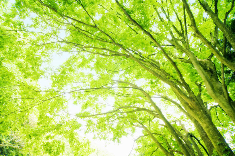 无人,横图,室外,白天,仰视,旅游,度假,美景,森林,树林,植物,叶子,日本,亚洲,阴影,朦胧,模糊,光线,影子,景观,绿叶,娱乐,树,树木,绿色,阳光,自然,享受,休闲,嫩叶,景色,放松,生长,成长,自然风光,东亚,本州,本州岛,日本国,近畿地方,近畿,滋贺,滋贺县,县厅,大津市,叶,叶片,彩图,低角度拍摄,大津