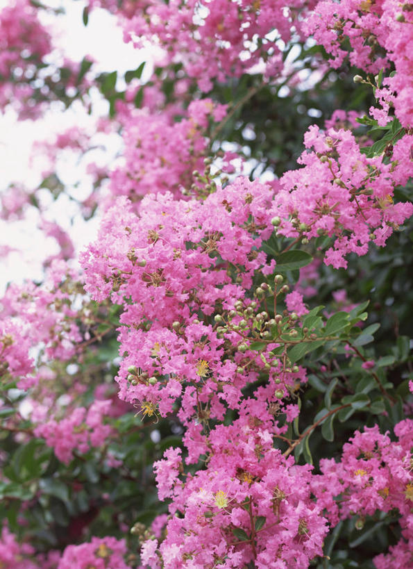 无人,竖图,室外,白天,仰视,爱情,旅游,度假,美景,植物,盛开,景观,花蕾,娱乐,花,花瓣,花朵,鲜花,树,树木,粉色,绿色,自然,花苞,花蕊,享受,休闲,景色,放松,生长,成长,沉迷,自然风光,紫薇,痒痒树,好运,五里香,怕痒花,满堂红,百日红,彩图,低角度拍摄