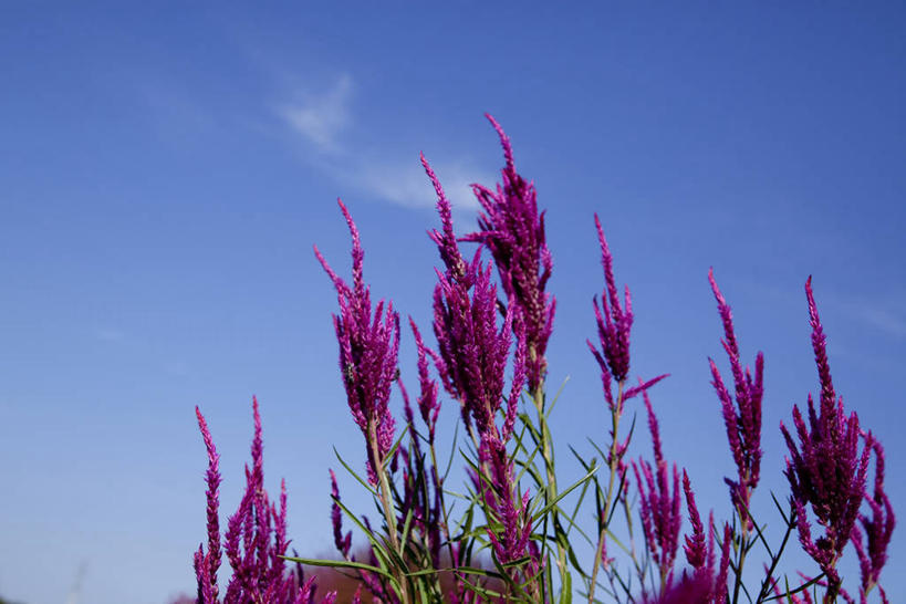 无人,横图,室外,特写,白天,仰视,美景,叶子,阴影,盛开,光线,影子,景观,云,云朵,绿叶,花蕾,云彩,花,花瓣,花朵,鲜花,蓝色,紫色,白云,蓝天,天空,阳光,自然,天,花苞,花蕊,嫩叶,景色,晴朗,青葙,自然风光,鸡冠苋,昆仑草,萋蒿,野鸡冠,叶,叶片,晴空,彩图,低角度拍摄