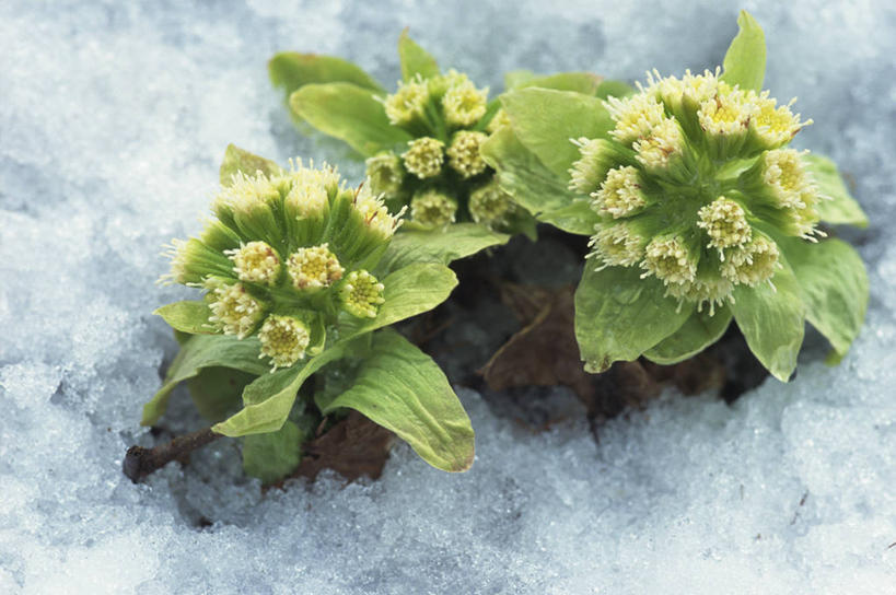 无人,横图,俯视,室外,特写,白天,美景,雪,植物,大雪,叶子,阴影,盛开,光线,纹理,影子,积雪,景观,雪景,冬季,冬天,绿叶,花蕾,花,花瓣,花朵,鲜花,绿色,阳光,自然,花苞,花蕊,嫩叶,景色,寒冷,自然风光,肌理,蜂斗菜,蛇头草,野饭瓜,南瓜三七,严寒,叶,叶片,叶脉,彩图,高角度拍摄,黑南瓜,水钟流头,野金瓜头,野南瓜