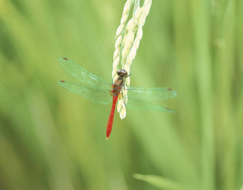 无人,横图,俯视,室外,特写,白天,美景,植物,叶子,伸展,张开,展翅,阴影,朦胧,模糊,光线,翅膀,蜻蜓,昆虫,纹理,影子,景观,绿叶,停留,一只,绿色,阳光,自然,动物,嫩叶,景色,红蜻蜓,停止,自然风光,猫猫丁,咪咪洋,蚂螂,河嘻嘻,益虫,张开翅膀,肌理,逗留,停顿,展开翅膀,叶,叶片,叶脉,彩图,高角度拍摄,全身