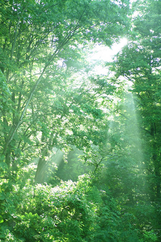 无人,竖图,室外,白天,仰视,旅游,度假,美景,森林,树林,植物,日本,亚洲,阴影,梦幻,发光,光束,光线,影子,景观,光亮,娱乐,树,树木,绿色,阳光,自然,享受,休闲,景色,放松,生长,成长,未来,发亮,自然风光,东亚,憧憬,本州,本州岛,日本国,东北地方,山形,山形县,彩图,低角度拍摄,东田川郡,庄内町
