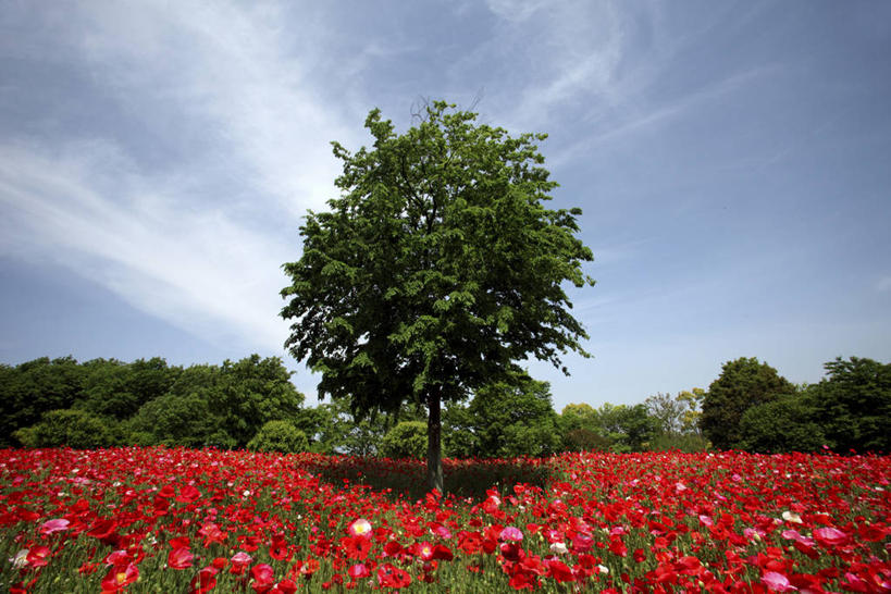无人,横图,室外,白天,正面,旅游,度假,草地,草坪,花海,花圃,美景,树林,植物,罂粟,叶子,阴影,盛开,光线,影子,景观,云,云朵,花蕾,云彩,娱乐,虞美人,草,花,花瓣,花朵,花卉,鲜花,树,树木,红色,蓝色,绿色,白云,蓝天,天空,阳光,自然,花丛,花束,花田,天,花苞,花蕊,享受,休闲,景色,放松,生长,晴朗,成长,安慰,自然风光,丽春花,赛牡丹,生离,顺从,死别,慰问,晴空,罂粟花,米囊花,彩图,仙女蒿,虞美人草