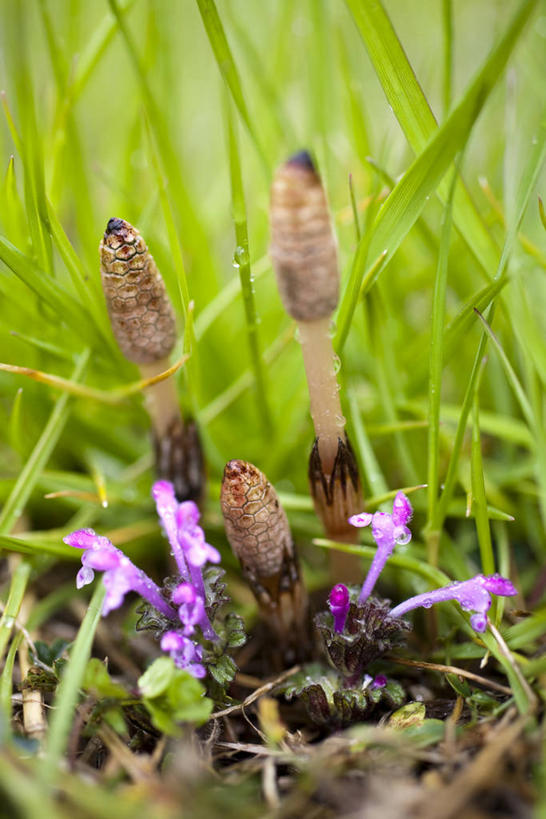 无人,竖图,俯视,室外,特写,白天,草地,草坪,美景,植物,阴影,朦胧,模糊,盛开,光线,影子,景观,花蕾,草,花,花瓣,花朵,鲜花,绿色,阳光,自然,花苞,花蕊,景色,马尾,自然风光,问荆,接续草,公母草,搂接草,空心草,马蜂草,猪鬃草,黄蚂草,节节草,接骨草,彩图,高角度拍摄,木贼,马尾植物