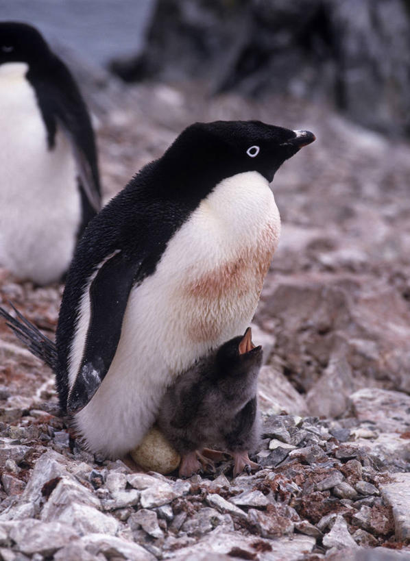 无人,家庭,站,竖图,室外,白天,正面,南极,美景,雪,大雪,企鹅,野生动物,三只,阴影,朦胧,模糊,光线,影子,积雪,景观,雪景,冬季,冬天,注视,阳光,自然,动物,观察,看,站着,温暖,温馨,一家人,景色,寒冷,可爱,活泼,观看,和睦,察看,关注,自然风光,南极洲,阿德利企鹅,严寒,阿黛利企鹅,南极大陆,南极地区,南极区,南极圈,第七大陆,站立,半身,彩图,安塔克提加州,融洽