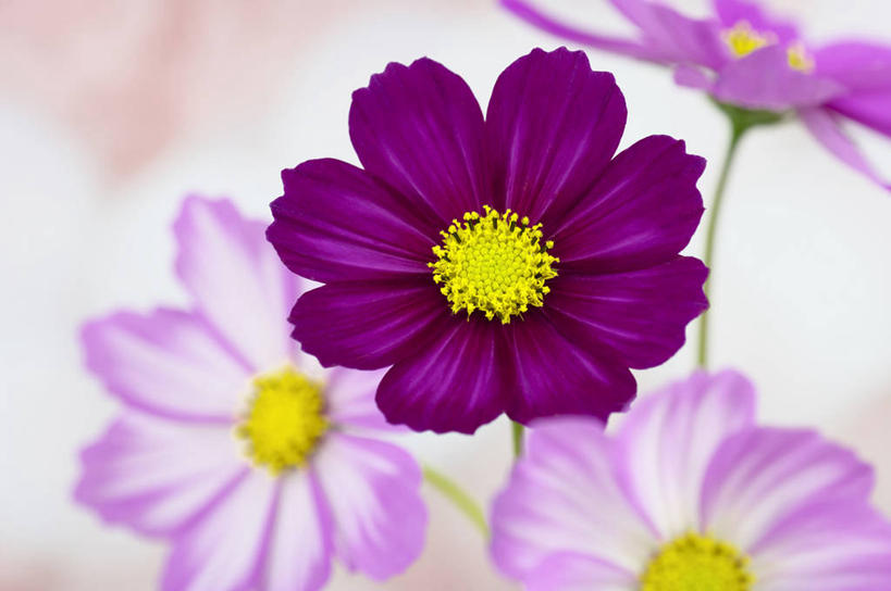 无人,横图,室外,特写,白天,正面,自由,幸福,阴影,朦胧,模糊,盛开,光线,影子,波斯菊,花蕾,花,花瓣,花朵,鲜花,紫色,阳光,花苞,花蕊,清洁,菊花,大波斯菊,吉祥,高洁,秋英,格桑花,秋樱,扫帚梅,八瓣梅,初恋,多情,彩图,时光