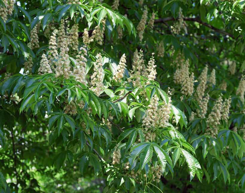 无人,横图,室外,白天,正面,美景,树林,植物,阴影,光线,影子,景观,树,树木,绿色,阳光,自然,景色,生长,成长,自然风光,七叶树,娑罗树,彩图