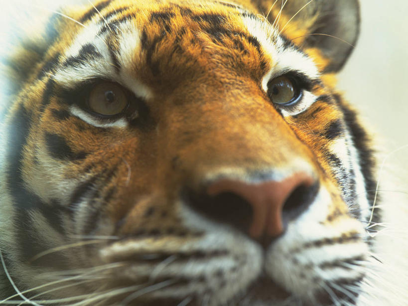 头,无人,横图,室外,特写,白天,正面,虎,野生动物,朦胧,模糊,注视,一只,动物,观察,看,观看,察看,关注,凶猛,西伯利亚虎,残暴,凶残,头部,老虎,东北虎,半身,彩图