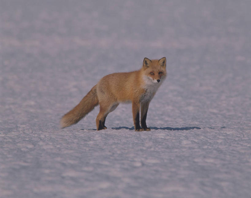 无人,公园,站,横图,室外,白天,侧面,美景,狐狸,野生动物,北海道,日本,阴影,朦胧,模糊,光线,影子,冰,景观,注视,一只,阳光,自然,动物,浮冰,观察,看,站着,景色,寒冷,观看,察看,冰冷,国家公园,关注,自然风光,狡猾,东亚,日本国,北海道地方,北海道岛,严寒,冰凉,酷寒,凛冽,凛凛,极冷,流冰,浮冰块,狡诈,阿寒国家公园,火狐,红狐,赤狐,草狐,站立,彩图,全身,阿寒国立公园