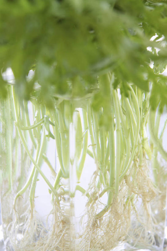 无人,竖图,室内,特写,白天,白色背景,正面,蔬菜,阴影,新鲜,反射,影子,食品,食物,芥菜,摄影,有机食品,绿色食品,影棚,大头菜,盖菜,彩图,影棚拍摄,拍摄