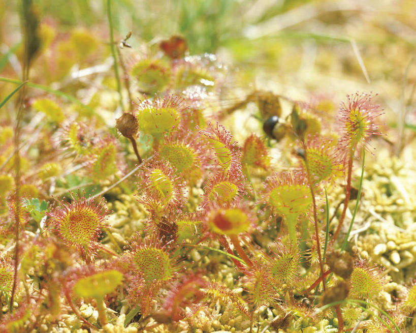 无人,横图,俯视,室外,特写,白天,美景,植物,阴影,朦胧,模糊,光线,影子,景观,草药,药草,中药,阳光,自然,景色,自然风光,药材,中草药,中药材,本草,茅膏菜,毛毡苔,彩图,高角度拍摄
