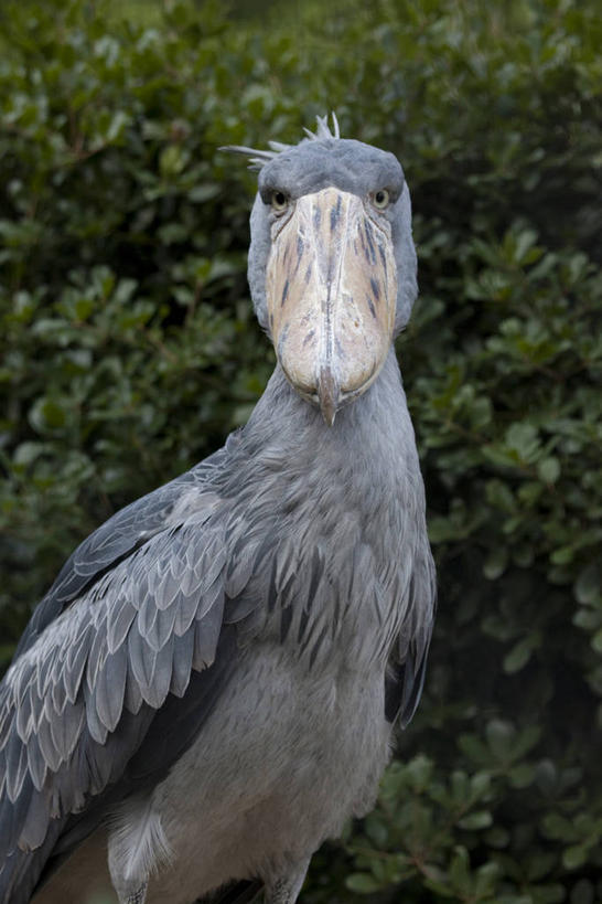 无人,站,竖图,室外,特写,白天,侧面,美景,植物,鸟,阴影,环保,朦胧,模糊,光线,鸟类,影子,景观,防护,注视,树,树木,一只,绿色,阳光,自然,观察,看,站着,景色,生长,成长,观看,察看,鹳,关注,美好,美妙,自然风光,间隔,美观,雅观,鲸头鹳,靴嘴鹳,绿篱,生篱,树篱,植篱,站立,半身,彩图