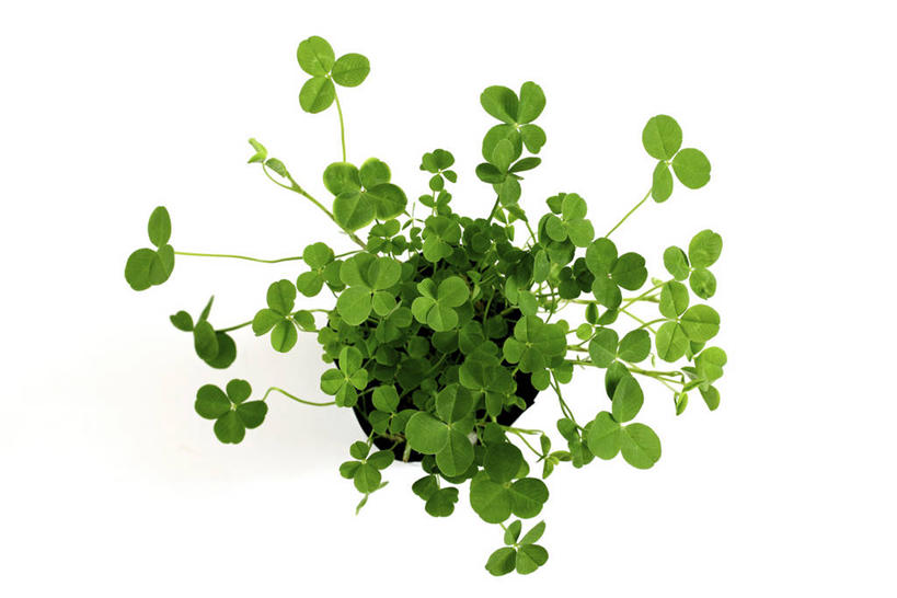 无人,横图,俯视,室内,特写,白天,白色背景,幸福,植物,叶子,纹理,三叶草,绿叶,绿色,嫩叶,摄影,影棚,车轴草,苜蓿,肌理,叶,叶片,叶脉,彩图,高角度拍摄,影棚拍摄,拍摄