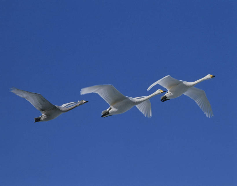 无人,横图,室外,白天,仰视,美景,鸟,野生动物,天鹅,三只,飞翔,伸展,张开,展翅,阴影,飞行,光线,翅膀,鸟类,影子,景观,翱翔,注视,飞,蓝色,蓝天,天空,阳光,自然,动物,天,观察,看,景色,可爱,晴朗,观看,察看,关注,自然风光,张开翅膀,万里无云,展开翅膀,晴空,晴空万里,鹄,彩图,低角度拍摄,全身,小天鹅