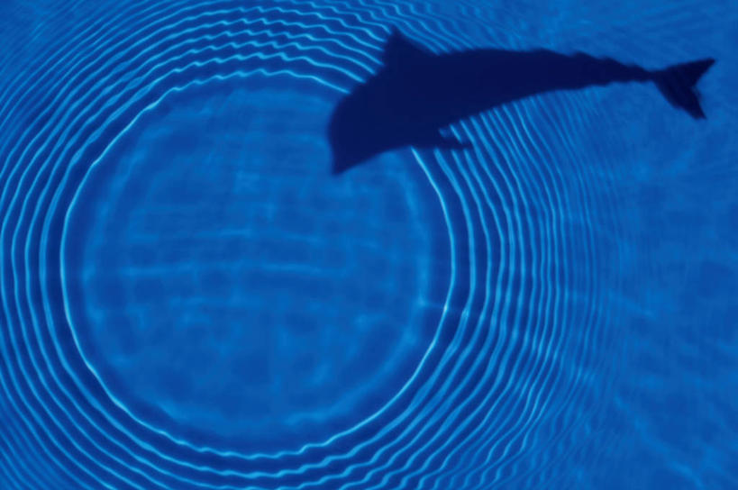 无人,横图,室外,白天,正面,美景,水,哺乳动物,海豚,鲸鱼,阴影,透明,光线,液体,影子,景观,水滴,海洋生物,一只,蓝色,阳光,自然,动物,景色,鲸,自然风光,水生动物,水生物,海底动物,理智,沉静,鲸类,冷色,高深,冷淡,彩图,全身