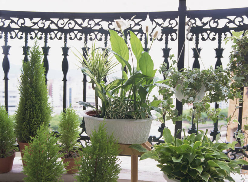 无人,栏杆,横图,室外,白天,正面,植物,花盆,阴影,光线,盆栽,影子,陶瓷,围栏,盆景,陶瓷制品,护栏,绿色,阳光,自然,容器,生长,成长,储藏,储存,彩图,贮存