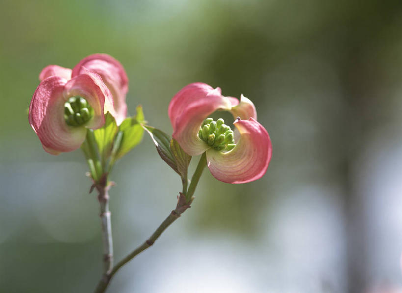 无人,横图,室外,特写,白天,正面,美景,阴影,朦胧,模糊,盛开,光线,影子,景观,花蕾,花,花瓣,花朵,鲜花,两朵,粉色,阳光,自然,花苞,花蕊,景色,自然风光,山茱萸,山萸肉,山芋肉,蜀酸枣,天木籽,药枣,萸肉,枣皮,彩图