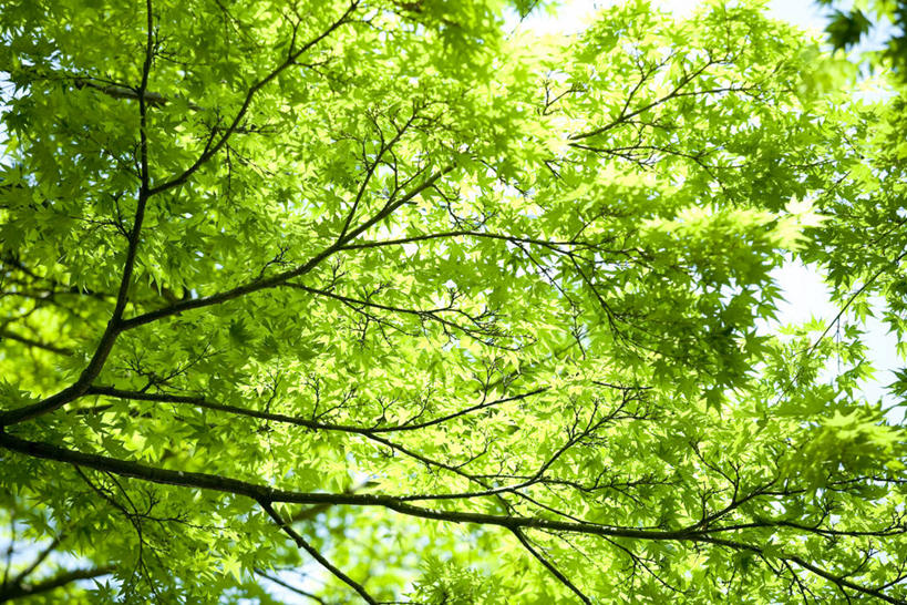 无人,横图,室外,特写,白天,仰视,美景,树林,植物,神奈川,日本,亚洲,阴影,光线,影子,景观,枝条,神奈川县,树,树木,树枝,绿色,阳光,自然,景色,生长,成长,自然风光,东亚,镰仓,本州,关东地方,本州岛,日本国,虬枝,枝杈,彩图,低角度拍摄