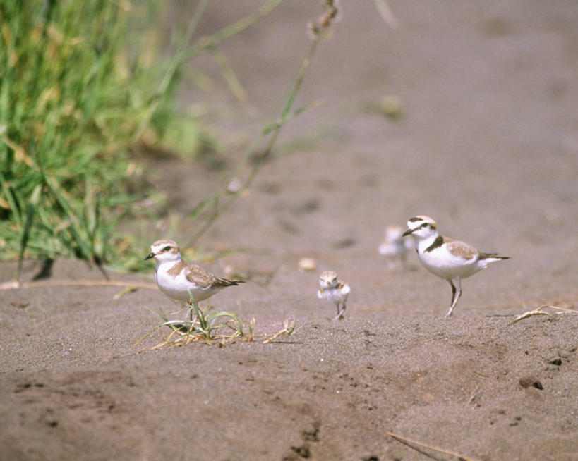 无人,站,横图,室外,白天,侧面,草地,草坪,美景,沙滩,植物,鸟,北海道,日本,亚洲,四只,阴影,朦胧,模糊,光线,鸟类,沙子,影子,海岸,景观,沙地,注视,草,绿色,阳光,自然,观察,看,站着,景色,观看,察看,关注,自然风光,东亚,日本国,北海道地方,北海道岛,鸻,环颈鸻,涉禽,海滩,站立,彩图,全身