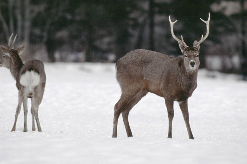背部,无人,站,横图,室外,白天,正面,美景,树林,雪,植物,大雪,鹿,野生动物,北海道,日本,亚洲,阴影,朦胧,模糊,光线,影子,积雪,景观,雪景,冬季,冬天,注视,树,树木,绿色,阳光,自然,动物,观察,看,站着,两只,景色,寒冷,可爱,活泼,生长,成长,观看,察看,关注,自然风光,东亚,日本国,北海道地方,北海道岛,严寒,花鹿,梅花鹿,站立,半身,彩图