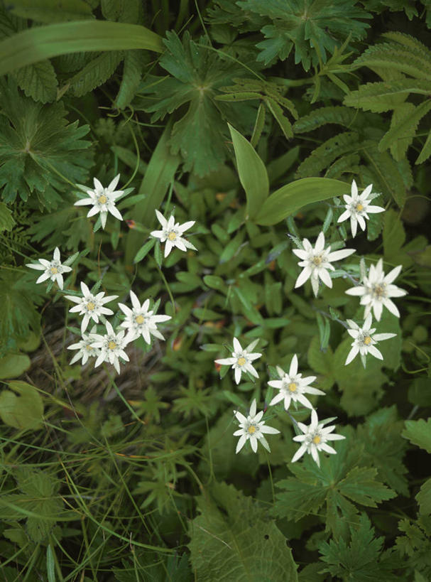 无人,竖图,俯视,室外,特写,白天,友谊,花海,花圃,美景,植物,叶子,北海道,日本,亚洲,阴影,盛开,光线,纹理,影子,景观,绿叶,花蕾,花,花瓣,花朵,花卉,鲜花,绿色,白色,阳光,自然,花丛,花束,花田,花苞,花蕊,嫩叶,景色,自然风光,荣誉,东亚,肌理,日本国,北海道地方,北海道岛,勇敢,火绒草,雪绒花,薄雪草,老头草,叶,叶片,叶脉,彩图,高角度拍摄