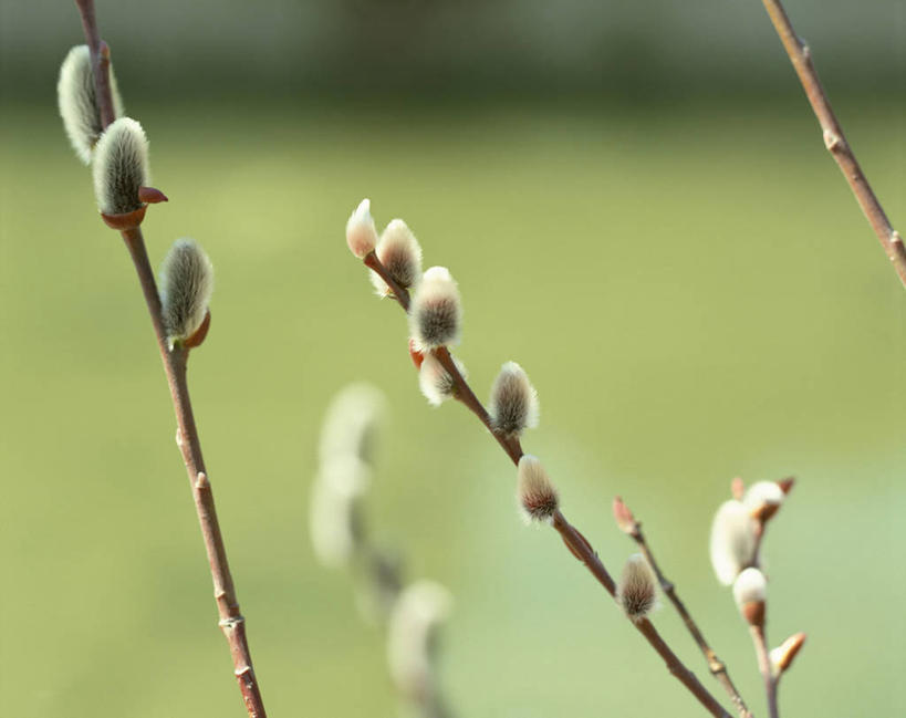 无人,横图,室外,特写,白天,正面,自由,草地,草坪,美景,植物,阴影,朦胧,模糊,光线,影子,景观,猫柳,草,绿色,阳光,自然,景色,生命,自然风光,银芽柳,棉花柳,银柳,彩图