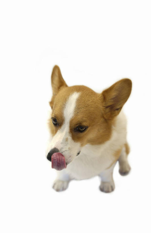 无人,站,竖图,俯视,室内,白天,白色背景,宠物,狗,阴影,反射,影子,柯基犬,威尔士柯基犬,注视,吐舌头,一只,动物,观察,看,站着,可爱,舔,摄影,影棚,牧羊犬,观看,察看,关注,忠诚,彭布罗克柯基犬,彭布罗克威尔士柯基犬,舌头,犬,站立,彩图,高角度拍摄,全身,影棚拍摄,拍摄