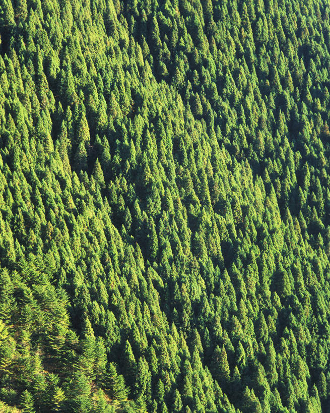 无人,竖图,俯视,航拍,室外,白天,旅游,度假,美景,森林,树林,植物,松树,秋田县,日本,亚洲,阴影,光线,影子,景观,娱乐,树,树木,绿色,阳光,自然,享受,休闲,景色,放松,茂密,茂盛,生长,成长,鸟瞰,自然风光,杉树,坚定,东亚,本州,本州岛,日本国,秋田,东北地方,长寿,贞洁,柳杉,彩图,高角度拍摄,孔雀松,木沙椤树