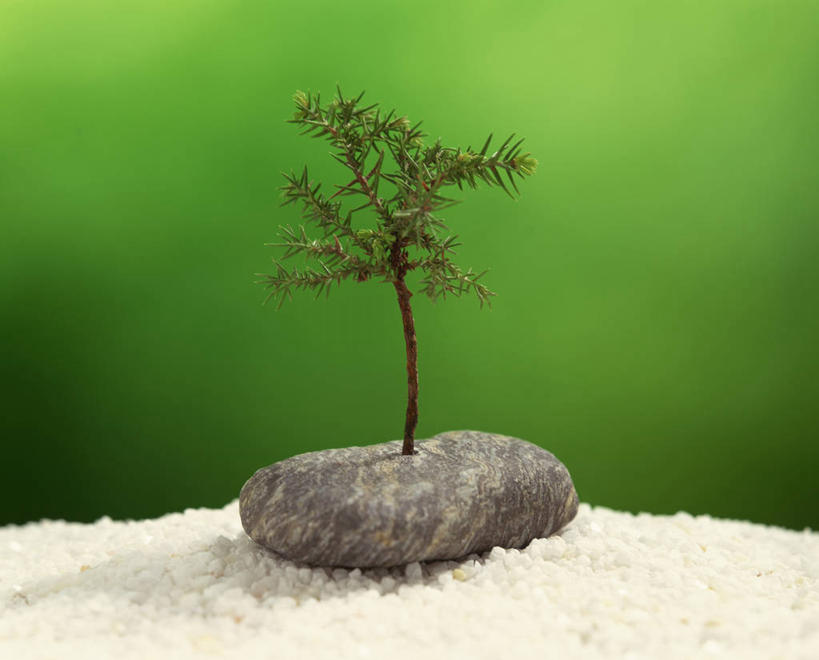 无人,横图,室内,白天,正面,石头,植物,一棵,绿色背景,阴影,反射,盆栽,石子,影子,盆景,树,树木,绿色,自然,鹅卵石,摄影,影棚,生长,成长,按摩石,盆景树,盆栽树,石块,彩图,影棚拍摄,拍摄