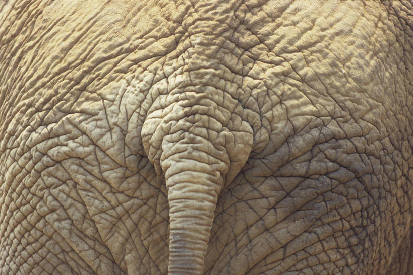 臀部,无人,站,横图,室外,特写,白天,哺乳动物,大象,野生动物,一头,阴影,粗糙,光线,尾巴,影子,背面,阳光,动物,站着,皮肤,毛糙,屁股,象,站立,半身,彩图,粗拙