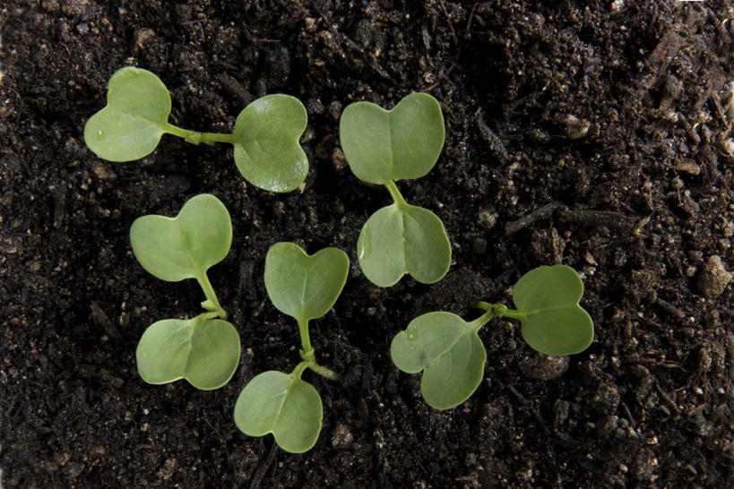 无人,横图,俯视,室外,特写,白天,叶子,阴影,生气,反射,影子,泥土,土壤,绿叶,幼苗,嫩芽,嫩叶,活力,朝气,生机,希望,新苗,叶,叶片,彩图,高角度拍摄