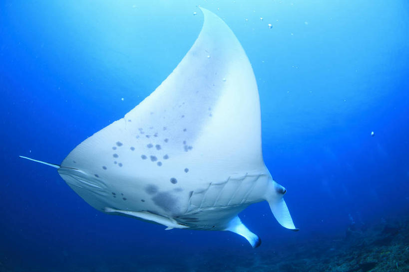 游泳,海鲜,无人,横图,室外,白天,仰视,海底,水下,海浪,海洋,美景,鱼,景观,浪花,水底,水产,鱼类,海洋生物,一只,自然,海水,景色,海底世界,鳐鱼,自然风光,水生动物,海产品,水生物,海景,海底动物,魟鱼,魔鬼鱼,蝠鲼,泅水,拍浮,大海,风浪,海,海床,海水的波动,近岸浪,涌浪,彩图,低角度拍摄,全身