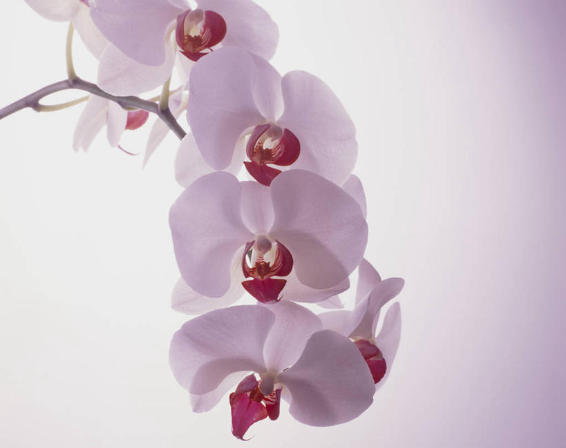 无人,横图,室内,特写,白天,正面,蝴蝶兰,粉色背景,盛开,花蕾,花,花瓣,花朵,鲜花,粉色,花苞,花蕊,摄影,影棚,蝶兰,兰中皇后,兰花,彩图,影棚拍摄,拍摄,兰花之后,台湾蝴蝶兰