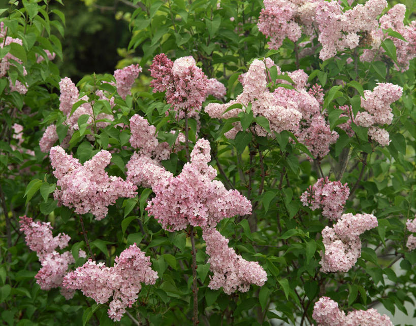 无人,横图,室外,特写,白天,正面,美景,叶子,朦胧,模糊,盛开,景观,绿叶,花蕾,花,花瓣,花朵,鲜花,粉色,自然,花苞,花蕊,嫩叶,景色,自然风光,光辉,初恋,愁绪,愁怨,华北紫丁香,龙梢子,百结,丁香,情客,紫丁香,叶,叶片,彩图