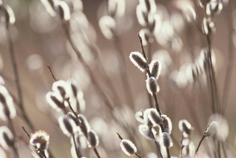 无人,横图,室外,特写,白天,正面,自由,美景,阴影,朦胧,模糊,盛开,光线,影子,景观,猫柳,花蕾,花,花瓣,花朵,鲜花,阳光,自然,花苞,花蕊,景色,生命,自然风光,银芽柳,棉花柳,银柳,彩图