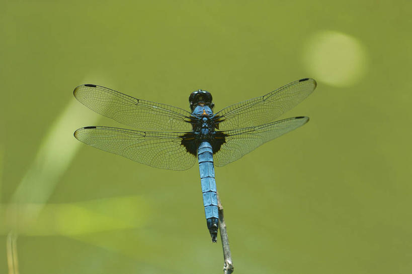 无人,横图,室外,特写,白天,正面,美景,伸展,张开,展翅,朦胧,模糊,翅膀,蜻蜓,昆虫,景观,停留,一只,蓝色,自然,动物,景色,停止,自然风光,猫猫丁,咪咪洋,蚂螂,河嘻嘻,益虫,张开翅膀,逗留,停顿,展开翅膀,彩图,全身,黑寡妇蜻蜓