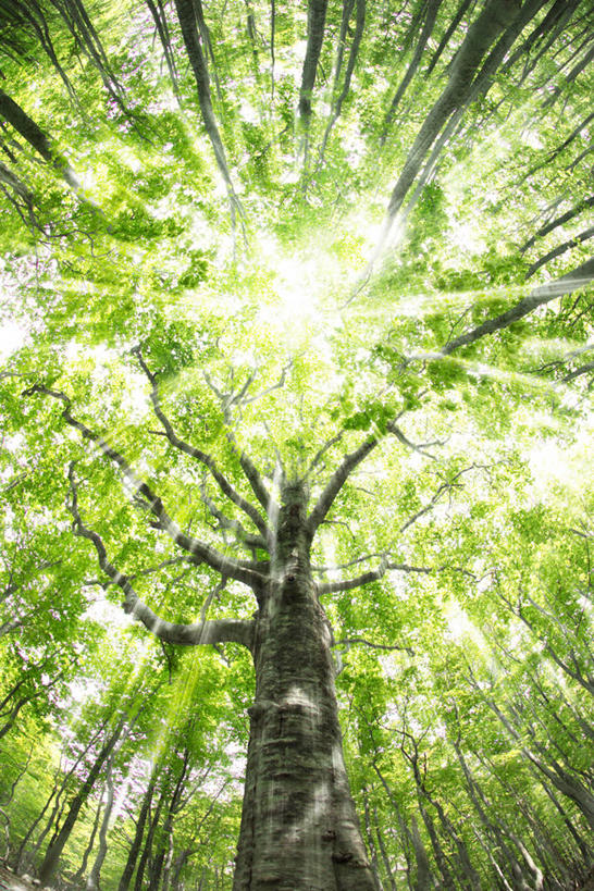 无人,竖图,室外,白天,仰视,旅游,度假,美景,森林,树林,植物,日本,亚洲,阴影,朦胧,模糊,光线,影子,景观,树桩,娱乐,树,树干,树木,绿色,阳光,自然,享受,休闲,木桩,景色,放松,生长,成长,自然风光,东亚,山毛榉,本州,本州岛,日本国,青森,青森县,东北地方,麻栎金刚,山毛榉树,彩图,低角度拍摄,镜头光晕,透镜闪耀,眩光,八甲田山