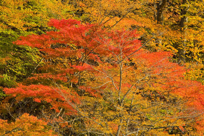 无人,横图,室外,白天,正面,旅游,度假,美景,秋季,森林,树林,植物,叶子,日本,亚洲,阴影,光线,影子,景观,枯叶,落叶,娱乐,树,树木,绿色,阳光,自然,享受,休闲,景色,放松,生长,成长,自然风光,东亚,本州,本州岛,日本国,岩手,岩手县,东北地方,八幡平市,叶,叶片,秋,秋天,彩图
