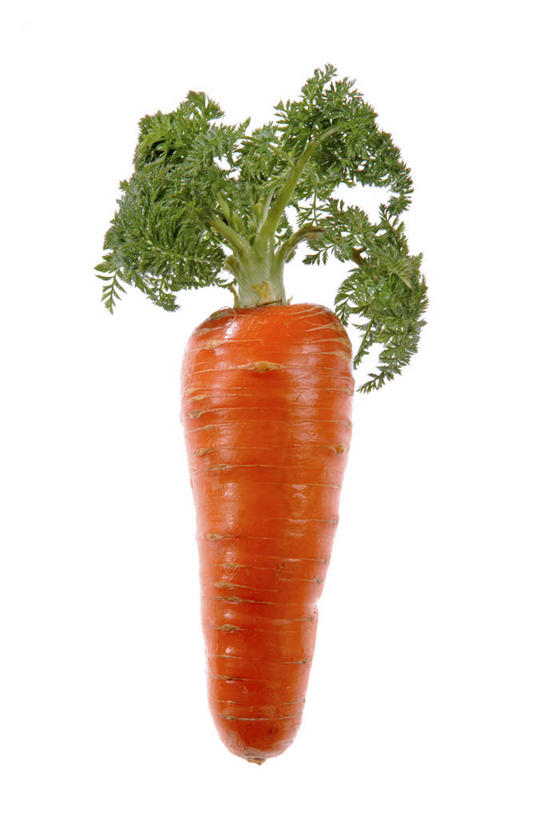 无人,竖图,室内,特写,白天,白色背景,正面,萝卜,胡萝卜,蔬菜,叶子,一根,新鲜,食品,绿叶,食物,橙色,嫩叶,摄影,有机食品,绿色食品,影棚,黄萝卜,番萝卜,叶,叶片,红萝卜,甘荀,彩图,影棚拍摄,拍摄,丁香萝卜,胡芦菔金,金笋