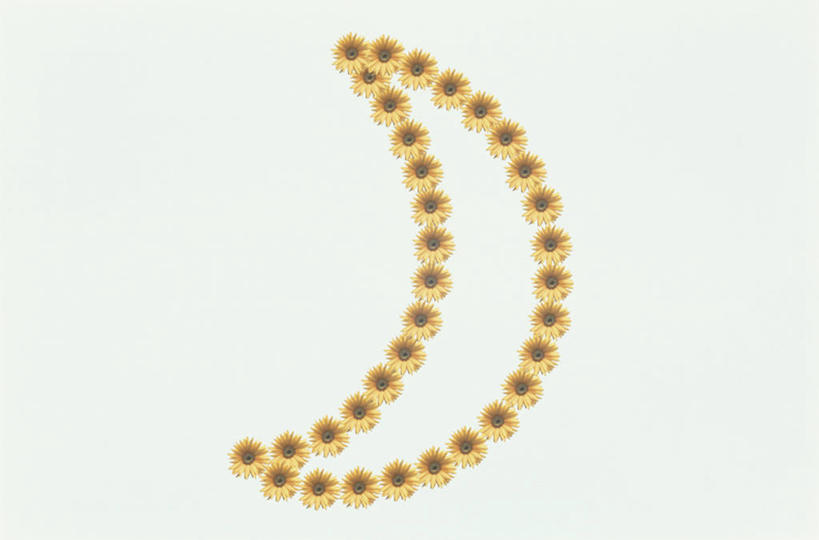 无人,横图,室内,特写,白天,白色背景,正面,许多,盛开,月牙,非洲菊,很多,花蕾,花,花瓣,花朵,鲜花,排列,黄色,花苞,花蕊,菊花,摄影,影棚,扶郎花,灯盏花,千日菊,摆列,月芽,新月,彩图,影棚拍摄,拍摄,布列,分列