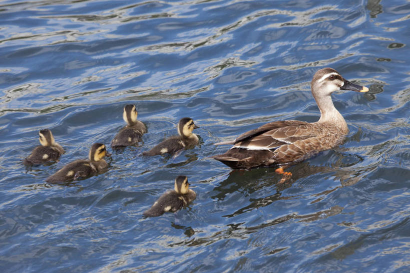游泳,无人,家庭,横图,俯视,室外,白天,河流,美景,水,鸟,许多,阴影,波纹,光线,鸟类,鸭,影子,河水,景观,水流,涟漪,很多,注视,家禽,水纹,阳光,自然,动物,波浪,观察,看,温暖,温馨,一家人,景色,牲畜,观看,和睦,察看,关注,自然风光,斑嘴鸭,水晕,泅水,拍浮,彩图,高角度拍摄,全身,融洽