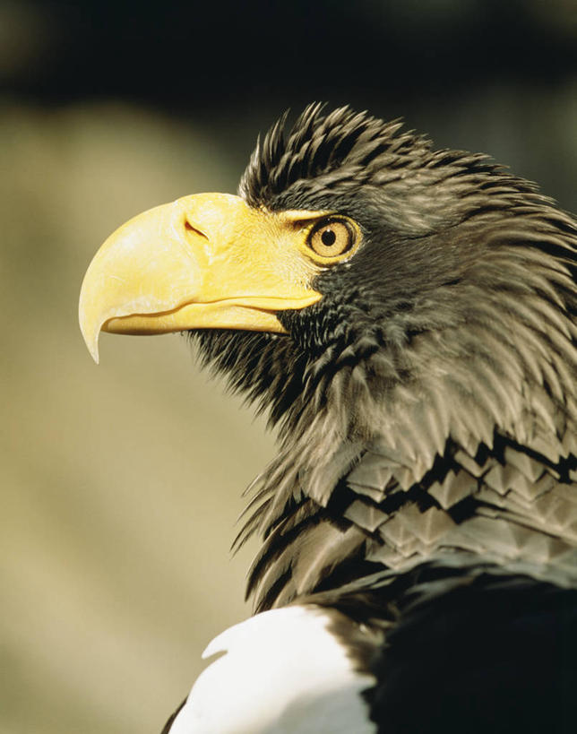 头,无人,站,竖图,室外,特写,白天,侧面,鸟,野生动物,鹰,羽毛,阴影,朦胧,模糊,轻盈,柔软,光线,鸟类,影子,注视,一只,阳光,动物,观察,看,站着,观看,察看,关注,凶猛,鸢,海雕,轻柔,虎头雕,虎头海雕,羌鹫,残暴,凶残,头部,站立,半身,彩图